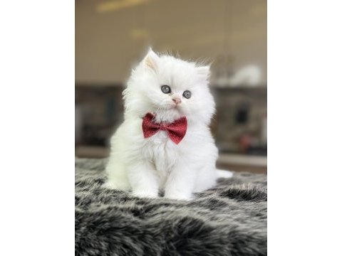 Boma güzellikte 20 adet yavru british longhair