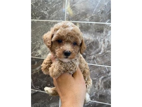 Minyatür orjinal maltipoo