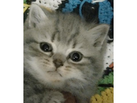 Daha tatlısı british shorthair yok 2 nisan doğumlu dişi