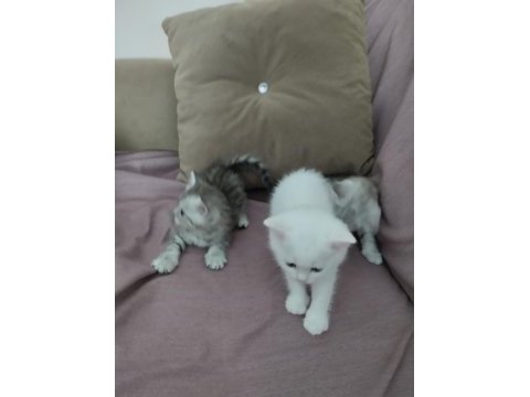 Muhteşem yavrular british shorthair