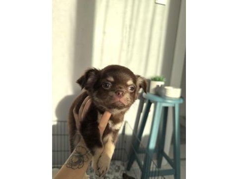 Chihuahua three color erkek yavru