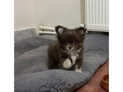 Çok tatlı şivava minikler yeni yuvasına gitmeye hazır