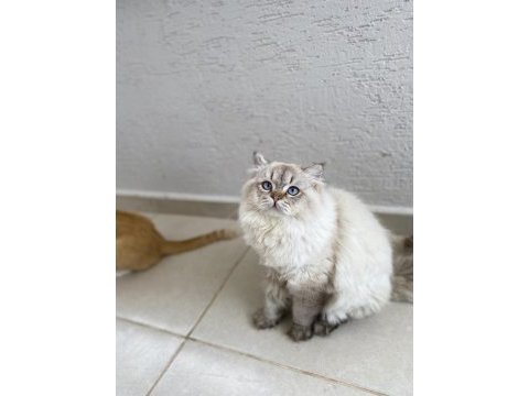 British shorthair ücretsiz sahiplendirilecektir