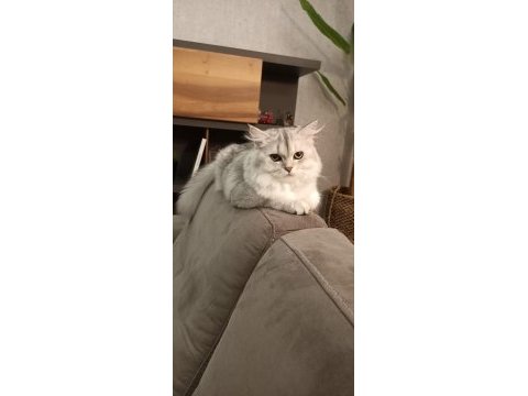 1.5 yaşında safkan british longhair - tamamen ücretsiz