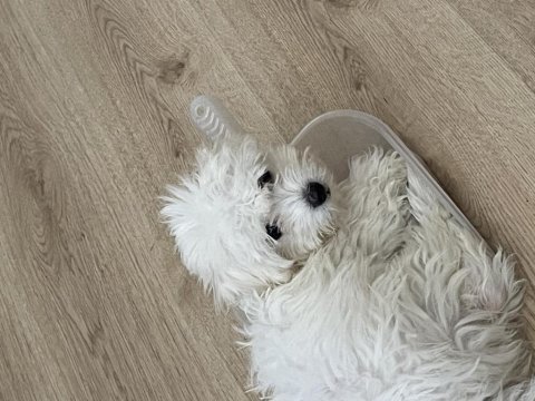 Maltese terrier