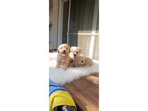 Maltipoo bebek köpekler