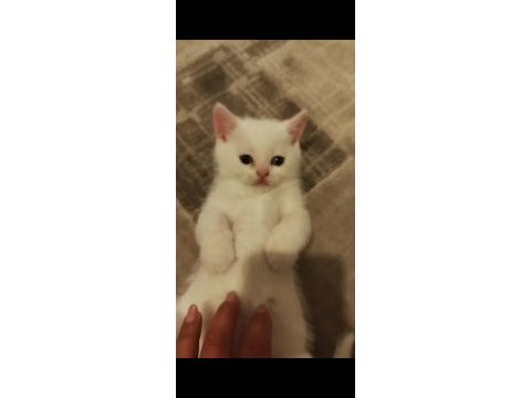 Safkan british ve scottish fold kediler