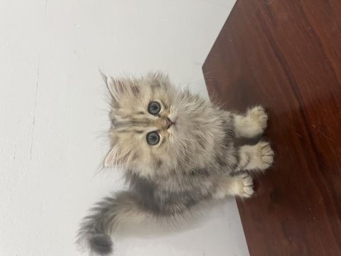 British longhair minnaklar