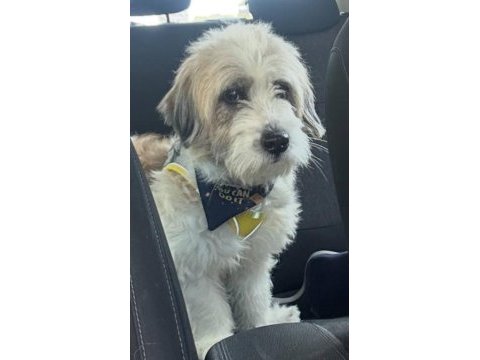 Tibetan terrier köpeğimiz