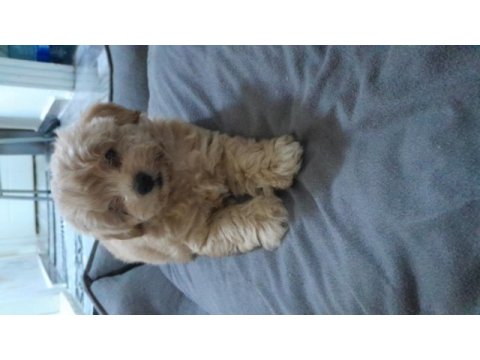 Maltipoo yavrularımız