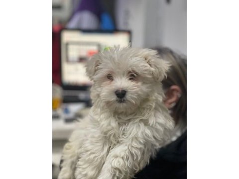 Avrupa girişli yavru köpeklerimiz