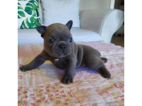 Blue french bulldog yavruları