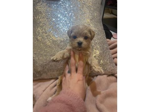 Baby face maltipoo korekan yavrular