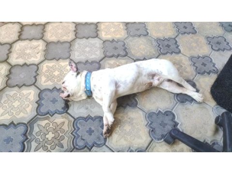 1.5 yaşında erkek french bulldog