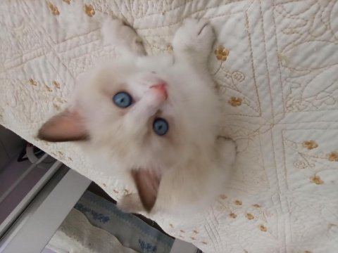 Dünyanın en sakin kedisi ragdoll
