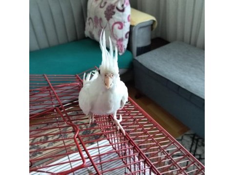 90 günlük albino sultan papağanı