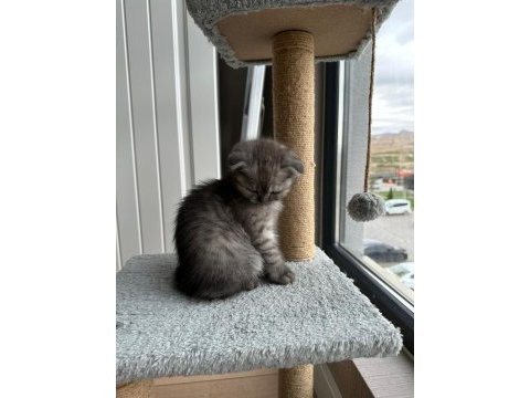 2 aylık dişi scottish fold