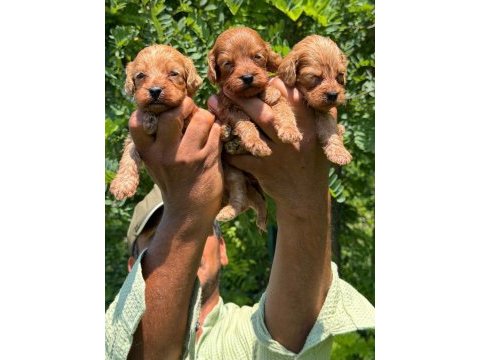 Maltipoo yavrular bir birinden güzel tatlı