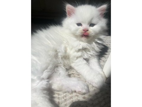 British longhair beyaz kedimiz