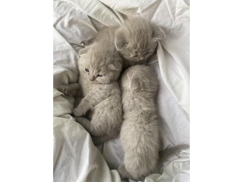Son kalan scottish fold yavrum