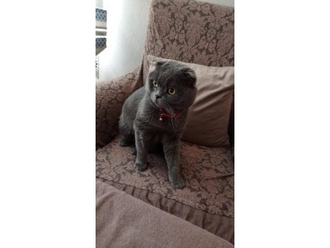Scottish fold erkek