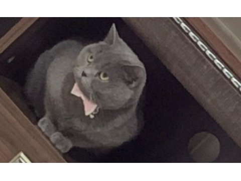 Çok uygun british shorthair (uysal,oyuncu,insan canlısı)