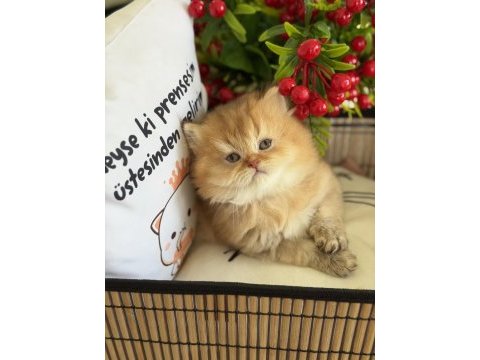 Golden ny12 british longhair