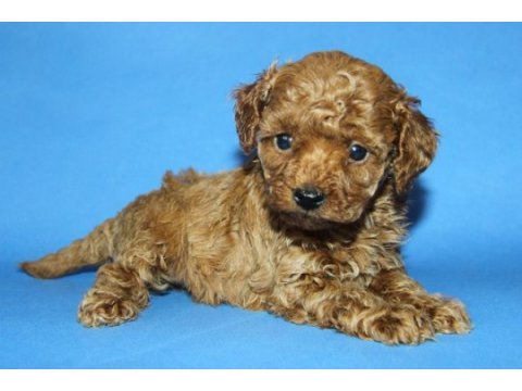 Tea cup toy poodle yavru