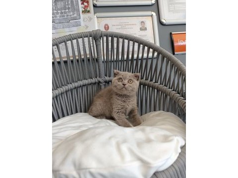 Scottish fold lilac