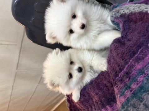 Antalyadan pomeranian boo yavrularımız
