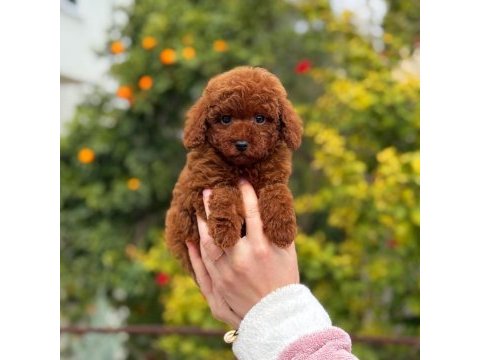 Saf kan toy poodle yavrularımız