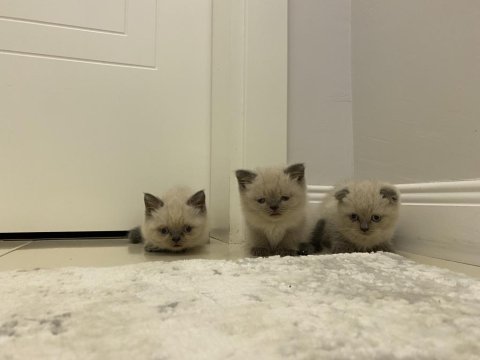 Yeni yuvalarına gitmeye hazır british shorthair kediler