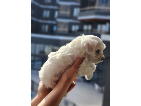 0 numara maltese terrier bebekler
