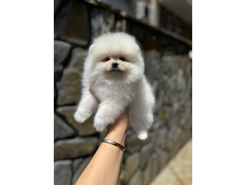 Mersin pomeranian boo