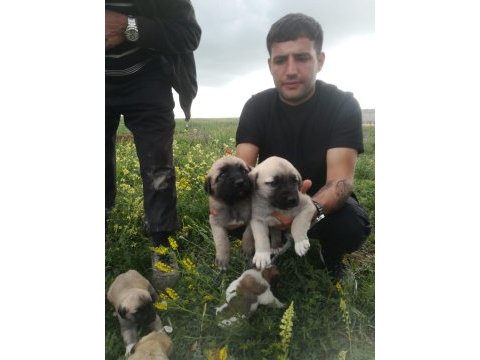 Kangal yavruları 1 aylık