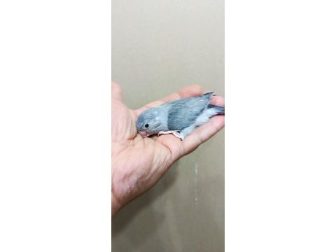 Siyah erkek forpus papağanı