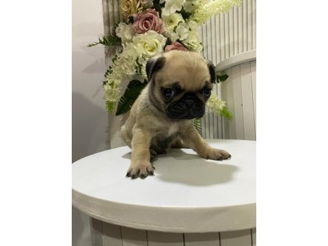 A kalite 50 günlük erkek ve dişi pug mops bebekler
