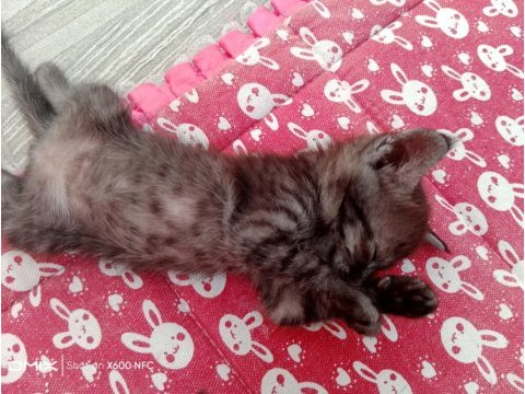 Scottish fold kedisi yavruları