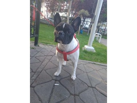 2 yaşında dişi french bulldog