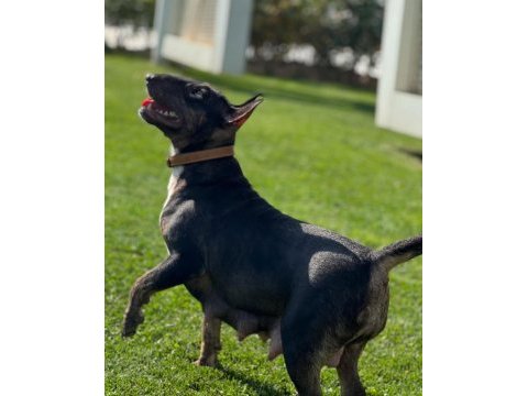 Bull terrier dişi standart
