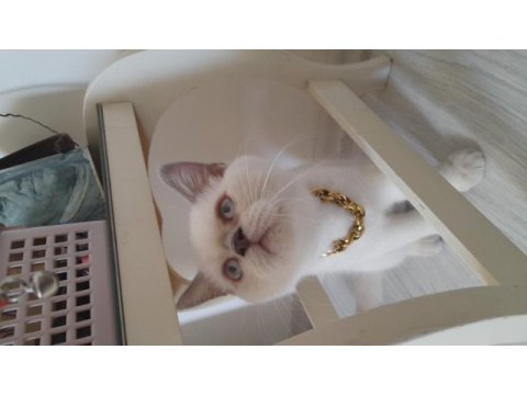 3,5 aylık erkek british shorthair