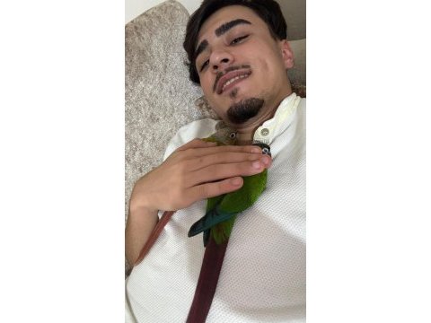 Çift ve sağlıklı ve eğitimli konur papağanı