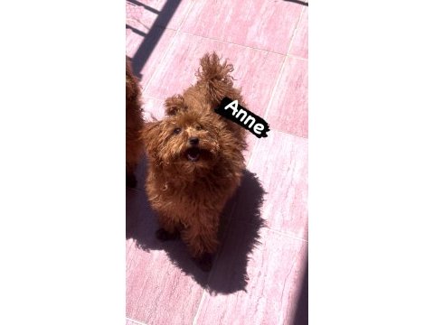 Safkan kore teacup dişi poodle yavrular