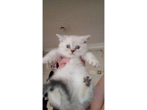 British shorthair yavrular