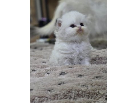 British longhair yavru kedilerimiz
