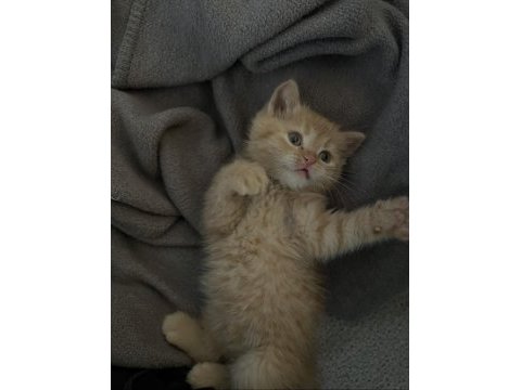 2 aylık british shorthair oyuncu