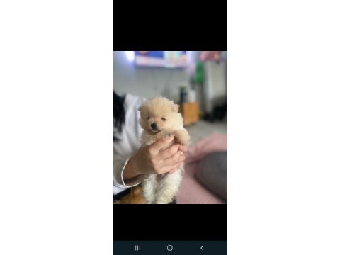 Ankara pomeranian yavrular