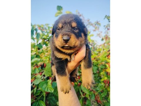 Koca kafa küt burun rottweiler yavruları