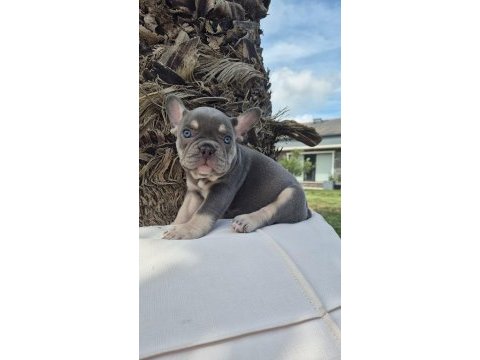 Blue eye french bulldog çiftlikten 
