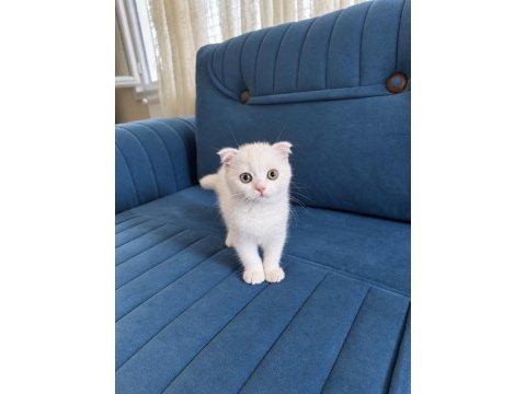 Beyaz british shorthair erkek yavru yeşil gözlü